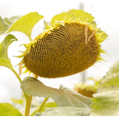 Созревший подсолнечник на стебле - ЛГ5687ХО