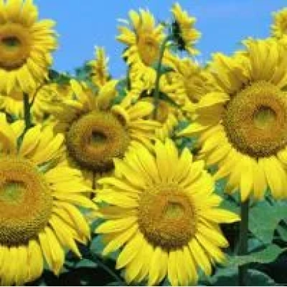 Яскраві соняшники на тлі блакитного неба - ЛГР 53732