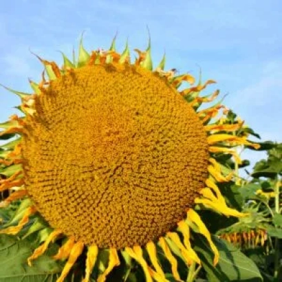 Солнечник на фоне голубого неба - ЛИД1062Х КЛП