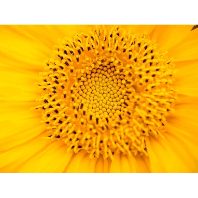 Макросъёмка цветка подсолнечника, соответствующего категории Подсолнечник. - ЛИД6038Х КЛП