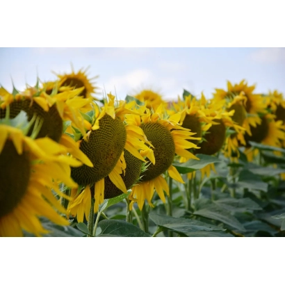 Поле соняшника, що відповідає категорії Соняшник - ЛК 048