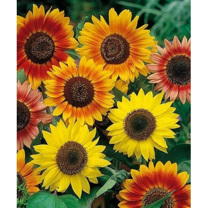 Солнечные цветы подсолнечника на зелёном фоне - Ллуна