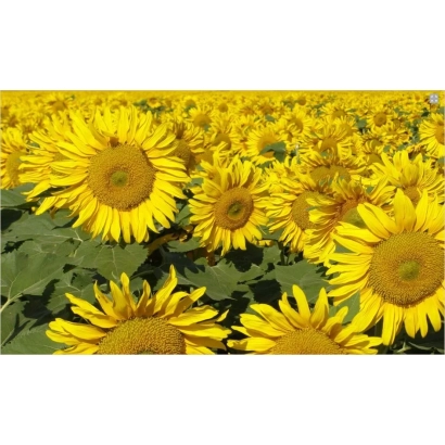 Поле подсолнечника, соответствующее категории «Подсолнечник» - Логос