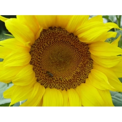 Соняшник на тлі поля - Лорд