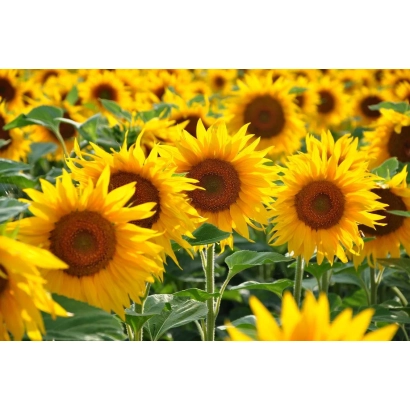 Поле подсолнечника, соответствующее категории Подсолнечник - ЛС ФОРСИ