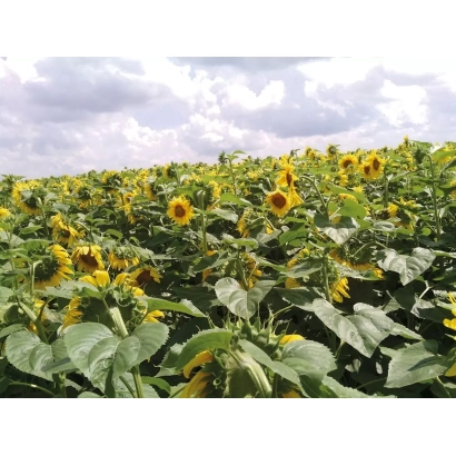 Поле соняшника під хмарним небом - ЛС МАЖИСТРАЛЬ