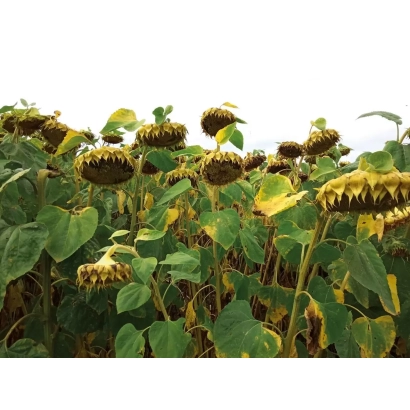 Поле подсолнечника сорта ЛС РАГБИ