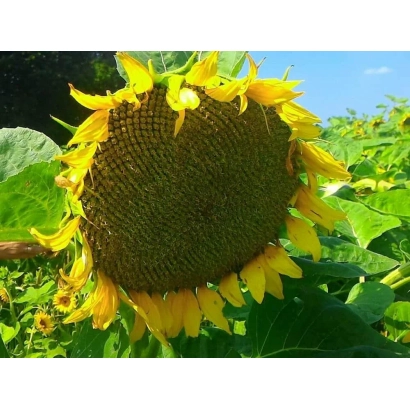 Солнечник на фоне зелёных листьев и неба - Любаш