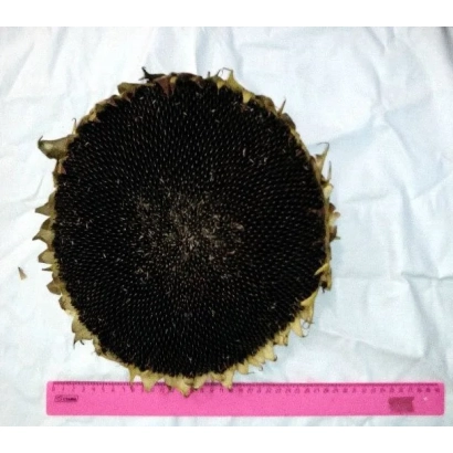 Сушений підсонячник без насіння на білій тканині з рожевим лінійкою - ЛЮБИМЧИК