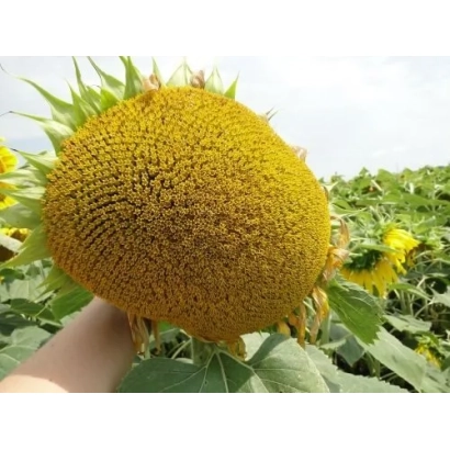 Ripe sunflower in field - ANY