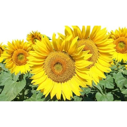 Солнечник на поле - Люкс