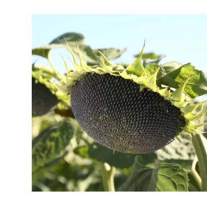 Соняшник на полі, сорт М 94 СЛП 80