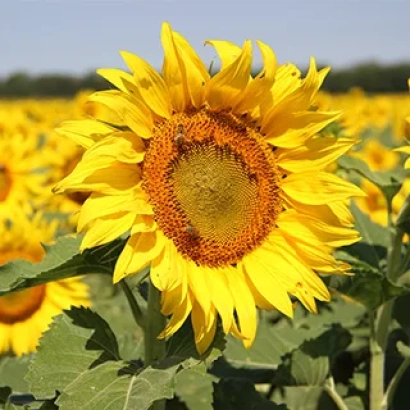 Поле соняшника з великою квіткою на передньому плані - МАГ 15 Р