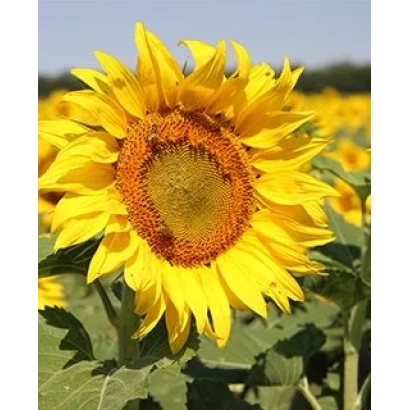 Соняшник на полі - МАГ 20 А