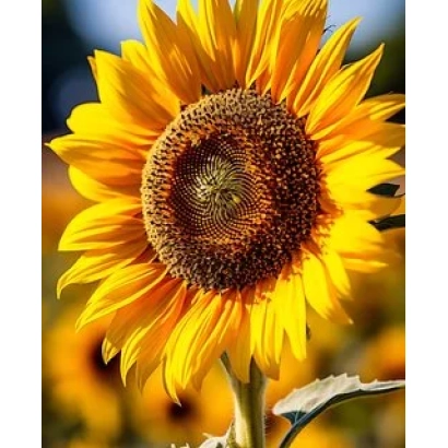 Соняшник на полі - МАГ 269 ОР