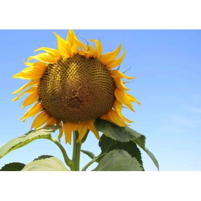 Солнцелист на фоне голубого неба - МАГ 4213