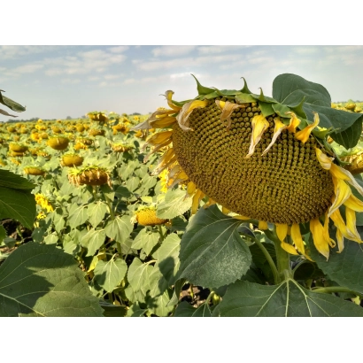 Поле подсолнечника с крупным планом цветка - МАКСИМУС СЛ