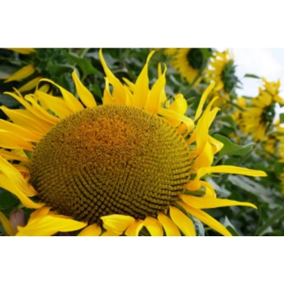 Sunflower field with no visible product or packaging - Malcolm