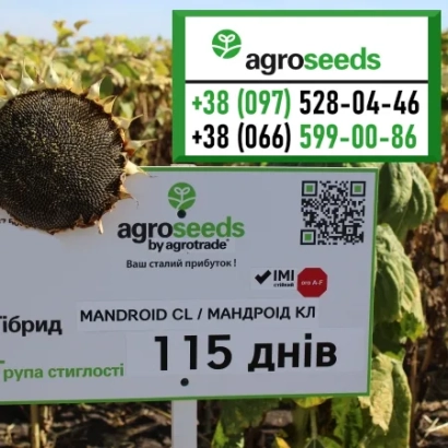 Солнцелист МАНДРОІД КЛ, сорт подсолнечника, срок созревания 115 дней - МАНДРОИД СЛ