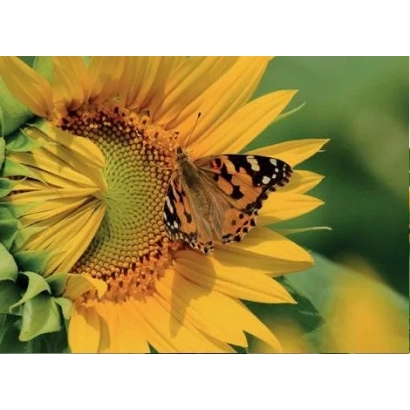 Квітка соняшника з метеликом на пелюстках - МАНХЕТТЕН КЛП