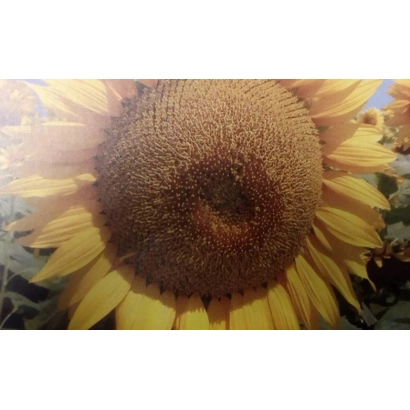 Солнечник на фоне поля - Марвин