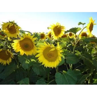 Поле соняшника з яскравими квітами на фоні неба - МАС 80 Д