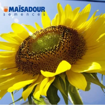 Солнцелист с логотипом МАІСАДОУР - МАС 81С