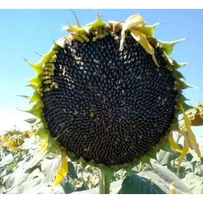 Sunflower in field, close-up of mature head with dark seeds - MAS 83 R
