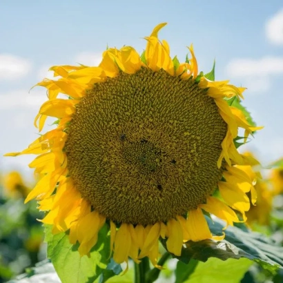 Солнечник на поле, без названия продукта - МАС 89 М