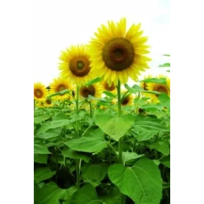 Поле подсолнечника - Мас 91.А