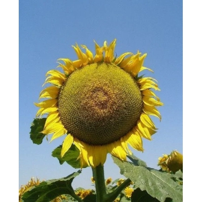 Солнцелист на фоне голубого неба - МАС 91ИР