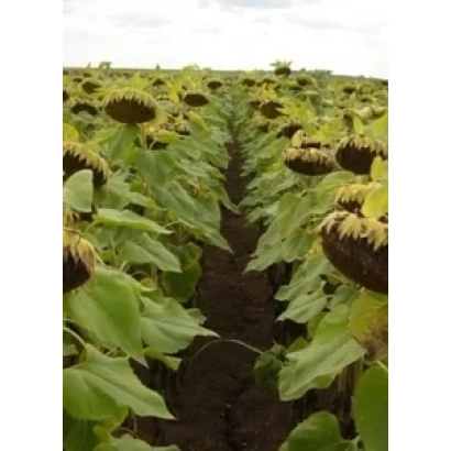 Поле подсолнечника - Мас 92.B