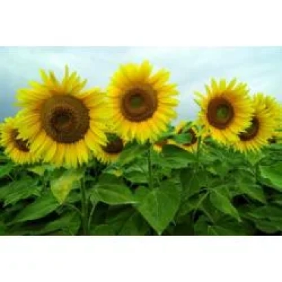 Field of sunflowers with close-up of flower heads - MASS 92OL