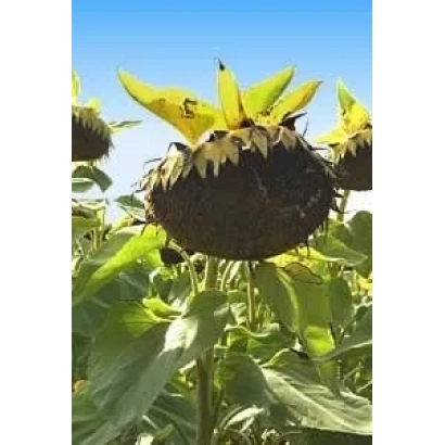 Солнечник на поле, сорт 96.A - Мас 96.А