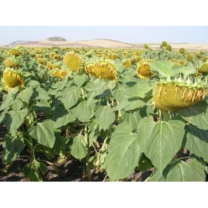Field of sunflowers with large yellow blooms against green foliage - Mas 97.A