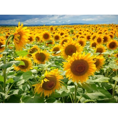 Поле подсолнечника с яркими цветами на фоне неба - Мастак