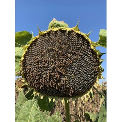 Созревший подсолнечник сорта Матрица на фоне голубого неба