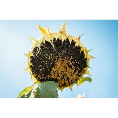 Солнечник на фоне голубого неба - Медуза