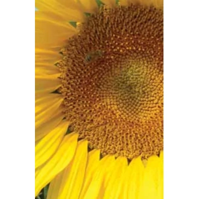 Macro shot of a sunflower head with no visible product name - MEGASUN