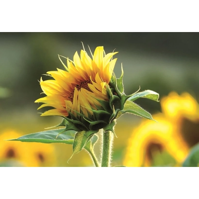 Sunflower in a field - MERIDIS KL