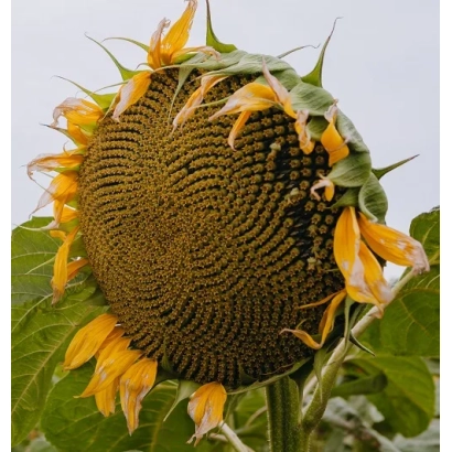 Солнцелист МЭРО ШТ | MERO ST - МЕРО ШТ