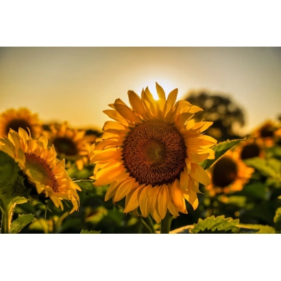 Поле подсолнухов на закате - Мирний