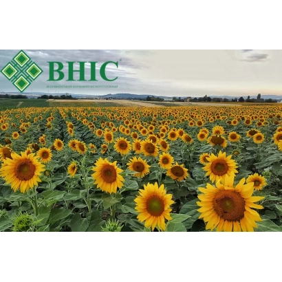 Поле подсолнечника с логотипом BHIC - Мирослав