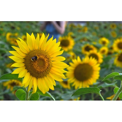 Солнечник в поле с пчелой на цветке - МОХНАТЫЙ ШМЕЛЬ