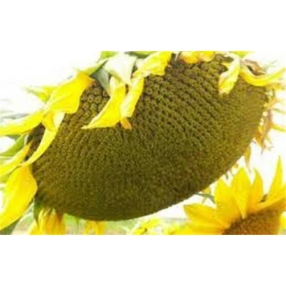 Зрілий соняшник на полі - МС 82 А