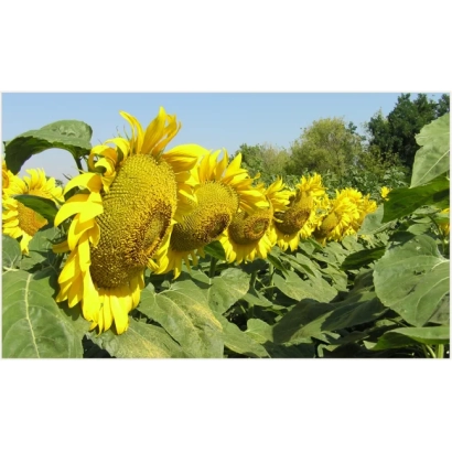 Поле соняшника МС СИРЕНА