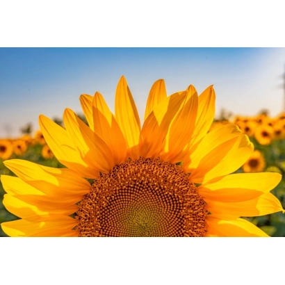 Сонячне поле з крупним планом підсонячника, що відповідає категорії Підсонячник - Н 37 КЛ 121 ХО