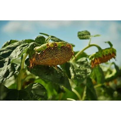 Созревающий подсолнечник сорта Н 4 Х 302 Е на поле