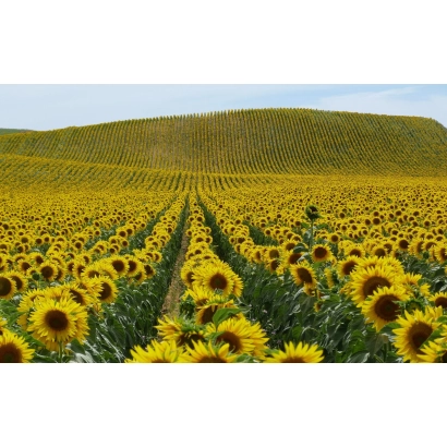 Поле соняшника сорту Н 4 ХЕ 115