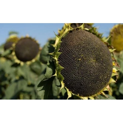 Сонячні квіти соняшника на фоні неба - Н 4 ЛМ 408